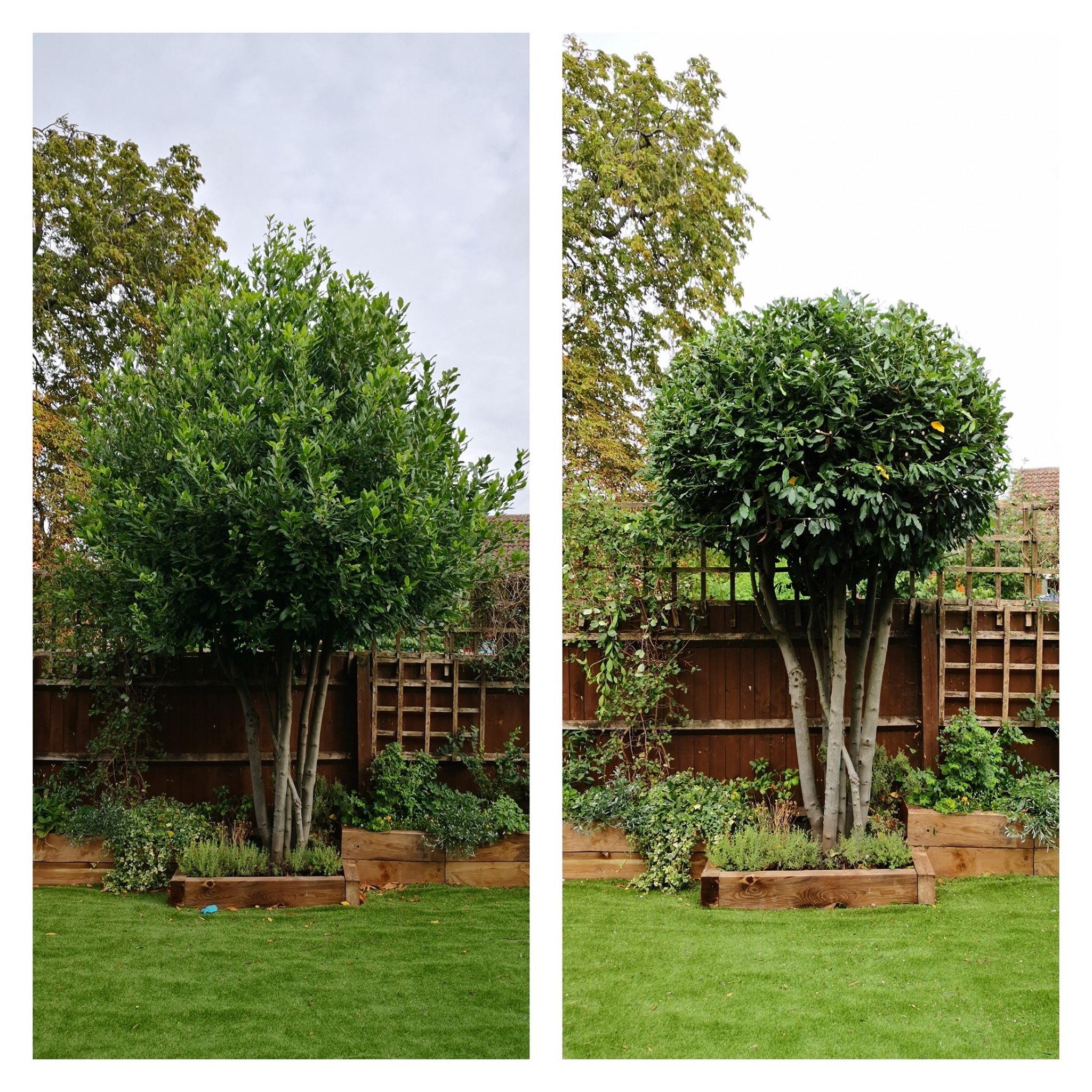 bay tree pruning final result before and after tree trimmingjon tory hedge trimming autumn tidy up hedge trimmer petrol tree ready for winter ford ranger tree trimming and pruning under way. Ladder tree work hedge shaping pruning pollarding height management green waste disposal service
